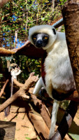 /album/fotogaleria-madagaskar-zajazd-vy-a-my1/madagaskar-zajazd-71-jpg2/